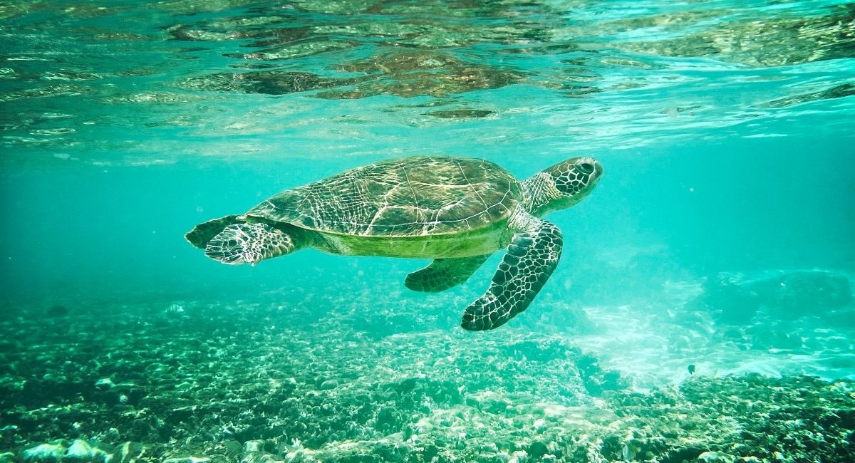 Swimming with sea turtles while snorkeling at Spotts Beach Grand Cayman