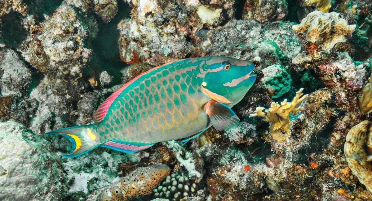 Parrotfish swimming at underwater reef