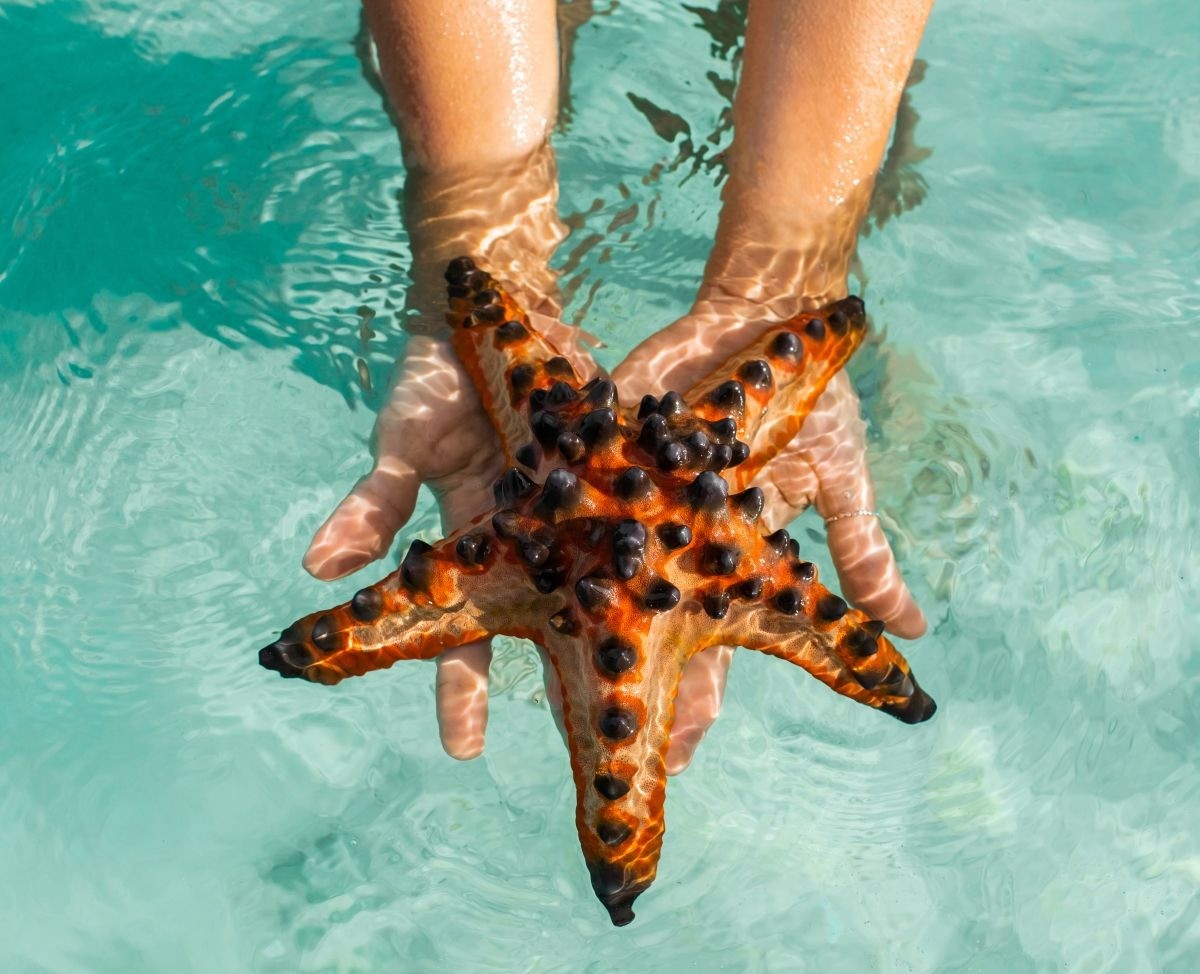 Two hands cradle an orange starfish with black spines in clear turquoise water.