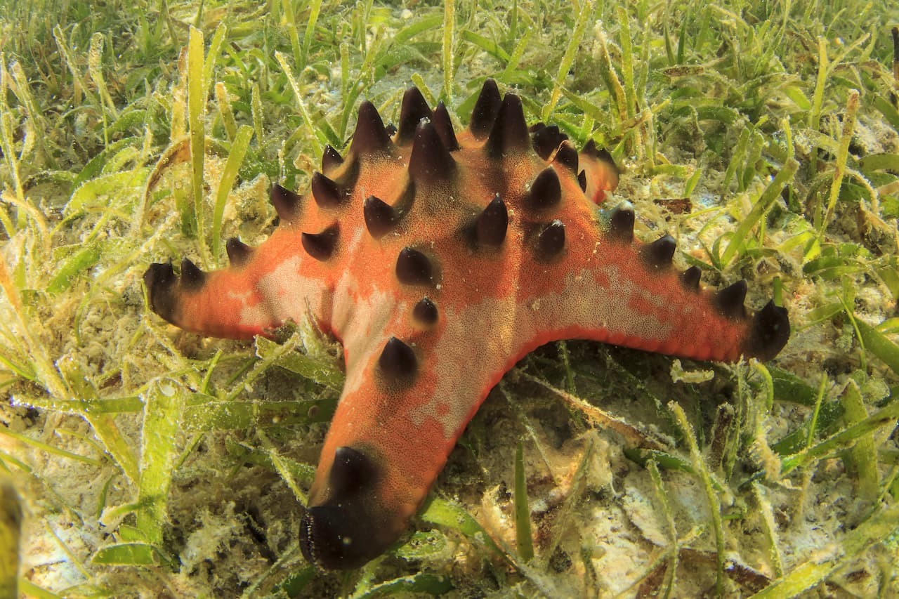 A starfish resting underwater