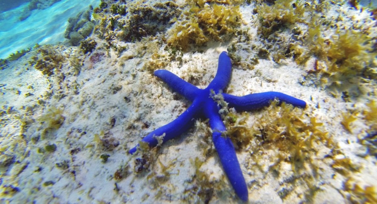 A blue star fish resting on the shallow seagrass bottom at Starfish Point