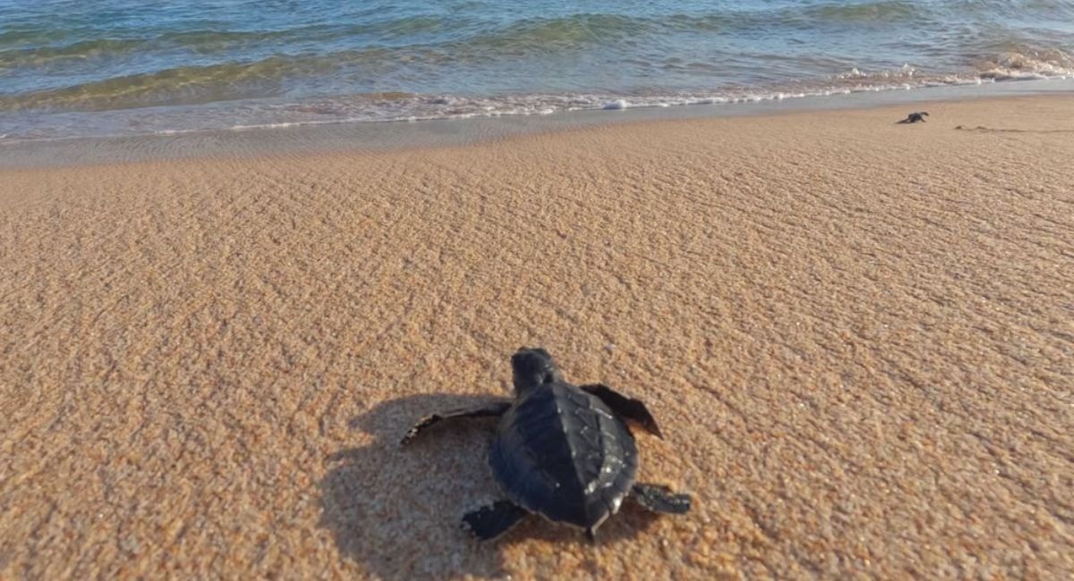 A baby sea turtle crawls across a sandy beach toward the ocean with blue waves in the background.